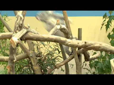 Budai Híradó - 2015. március 6.