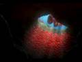 Finding Nemo Opening