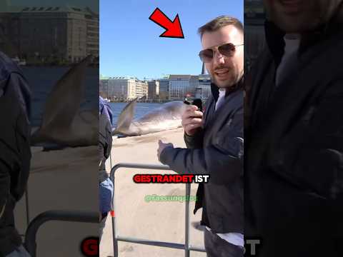 Warum dieser YOUTUBER einen WAL in HAMBURG gesehen hat … 😳😱‼️ #hamburg #whale