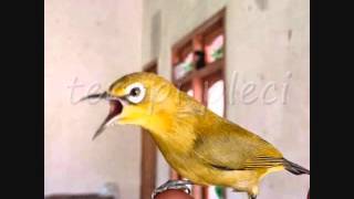 Download lagu DOWNLOAD VIDIO SUARA BURUNG PLECI - DURASI PANJANG mp3