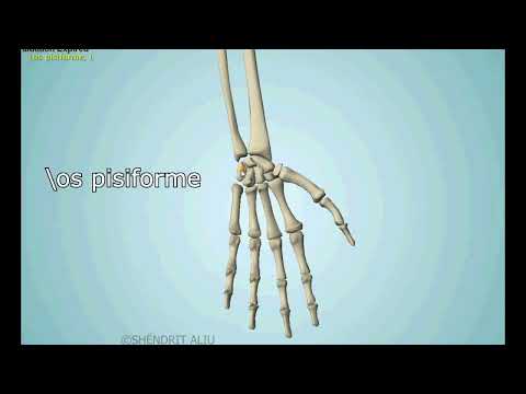 Eshtrat e kembes (ossa pedis) 3D ANATOMI