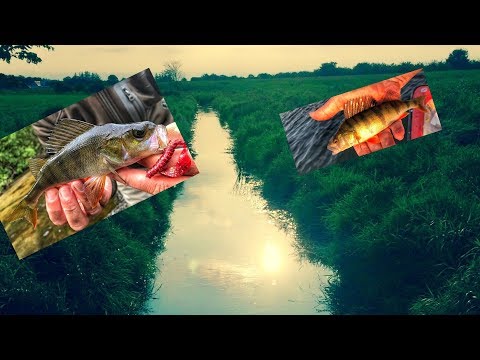 Tips og tricks til Aborre fiskeri i åen// perch fishing
