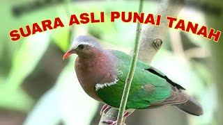 Download lagu Punai Tanah/Delimukan Zamrud Buat pikat dan masteran ~ Masteng nex mp3