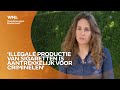 Toename illegale tabaksproductie: ‘Per dag wordt 550.000 euro aan accijnzen ontlopen’