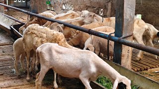 Download lagu Some Tricks for Dealing with a Slow Goat and Sheep Business Situation mp3 Download lagu Some Tricks for Dealing with a Slow Goat and Sheep Business Situation mp3