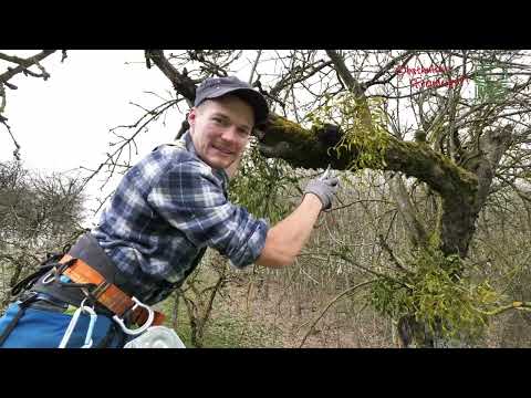 Entfernen von Misteln auf Obstbäumen - Praxistipps Naturpark Obst-Hügel-Land