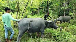 Perjuangan melelahkan menangkap kerbau liar