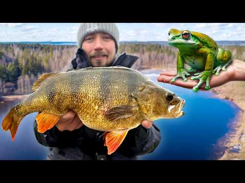 HOW TO CATCH BIG PERCH – Tips for Pros and Beginners