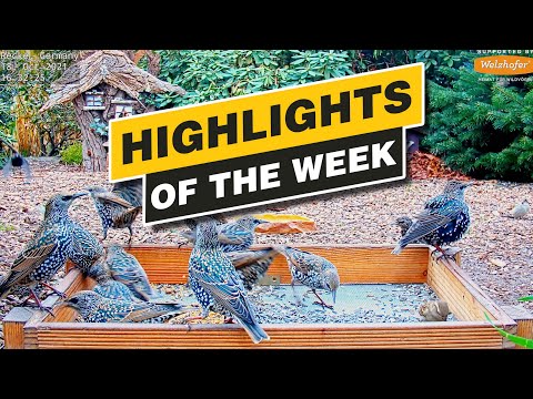 Highlights Of The Week - Recke, Germany - Week 42, Oct. 2021