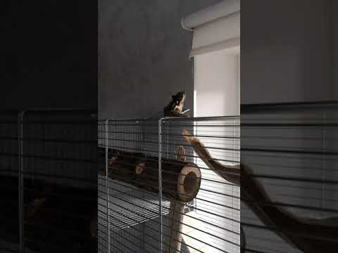 Veverka paskovana (tamiops mcclellandii)