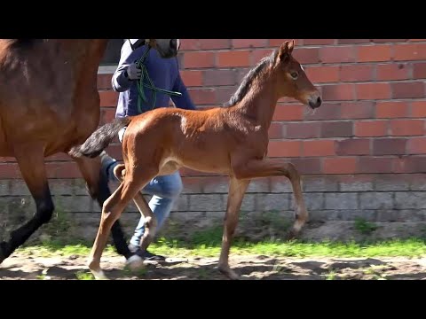 *2022 Stute von Galaxy - Florenz *not for sale*