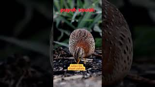 Download lagu suara puyuh bersih #shorts mp3
