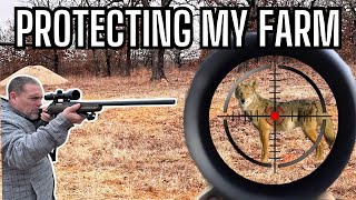 Predator's are Attacking Our Homestead! Something is Killing Our Farm Animals