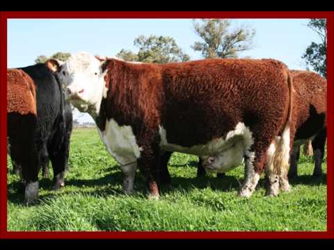 Remate La Mariana 2014