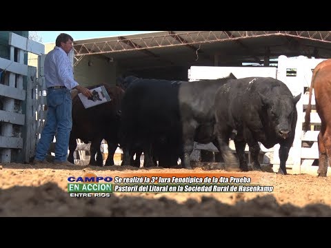 Angus - 4ta Prueba Pastoril del Litoral - Mario Sieber