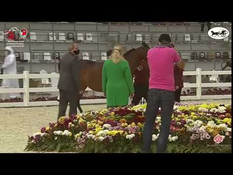 N 144 D WAJNAH   Abu Dhabi International Arabian Horse Championship 2021   Mares 7+ Years Old Class