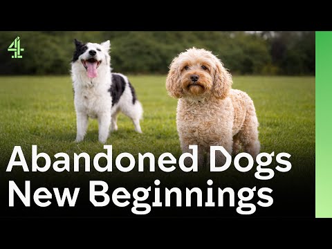 Abandoned Dogs Find New Beginnings | The Dog House 🐶
