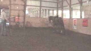 preview picture of video 'Chestnut Quarter Horse Gelding'