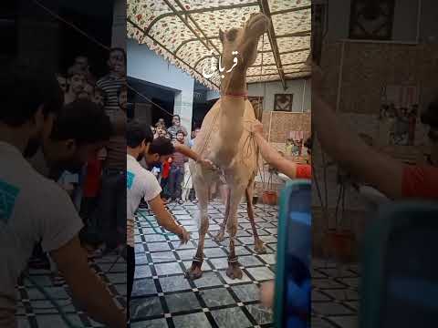Camel Qurbani❤️ #shorts #qurbani #camelqurbani