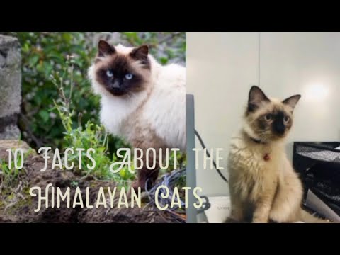 10 FACTS About Himalayan Cats , Breed & Characteristics
