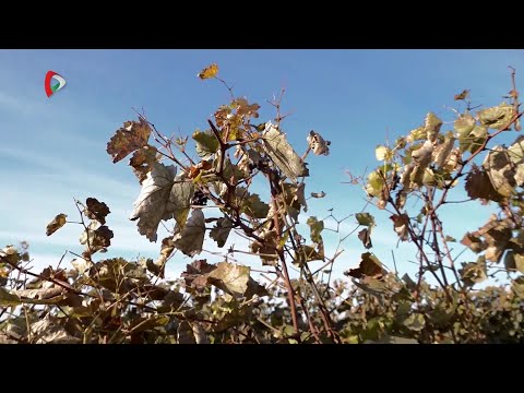 Pannon Gazda – 2025.10.17.