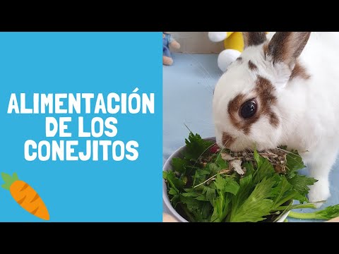 , title : '¿Qué comen los conejos? TODO sobre la alimentación y tips 🐰🥬 Pistachio el conejito'