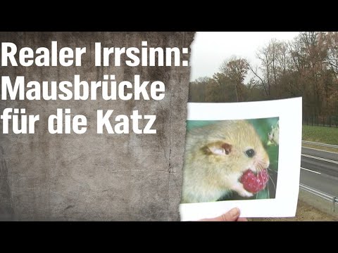Realer Irrsinn: Die Haselmausbrücke von Vilshofen | extra 3 | NDR