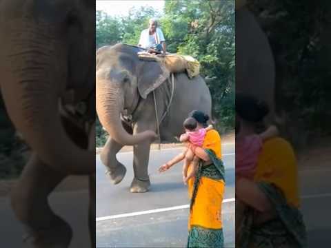 elephant attac.k in village 😳😭 #elephant #hathi #animals