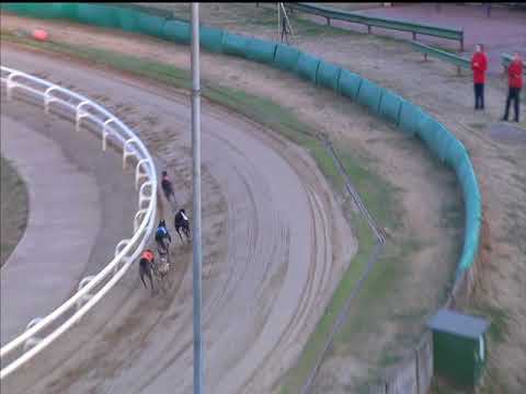 Bubbly Bluebird - Ladbrokes Gold Cup - Heat 5