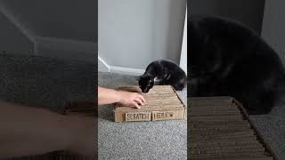 Create a DIY horizontal scratcher for your cat