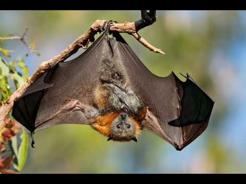 The sound of a bat