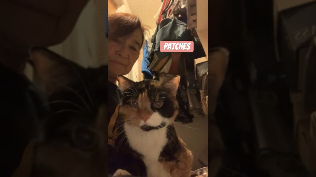Enlarge Patches, a Adoptable mixed breed in Dallas, TX video 6/6