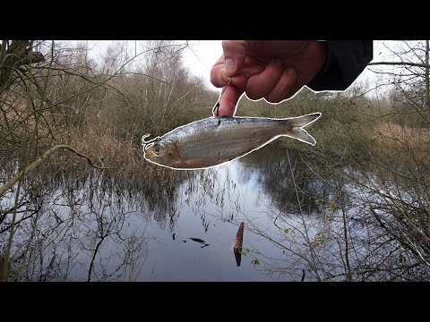 I Had to Fish Dead Bait in This Wild Forgotten Pond