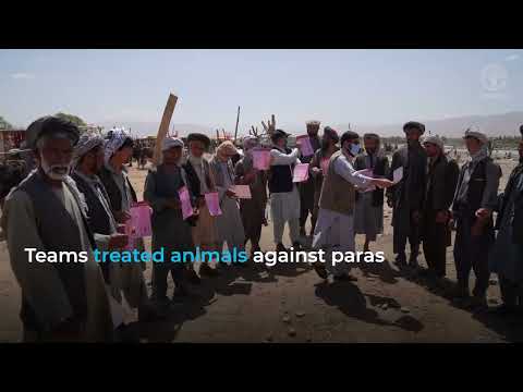 Protecting people and animals from Crimean-Congo haemorrhagic fever in Afghanistan