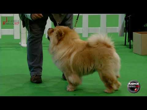 International Desio 2017 - Thursday - ChowChow