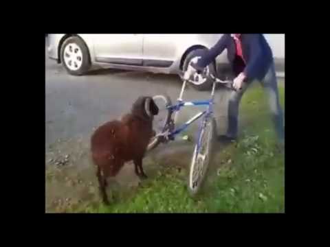 Szalony baran atakuje kolesia 