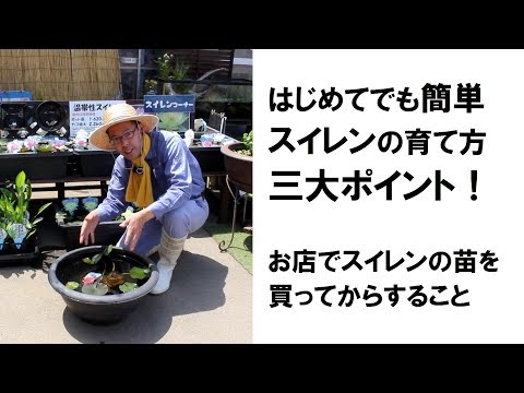 偽スイレン、小さな毛皮のスイレン、Nymphoides pelltata