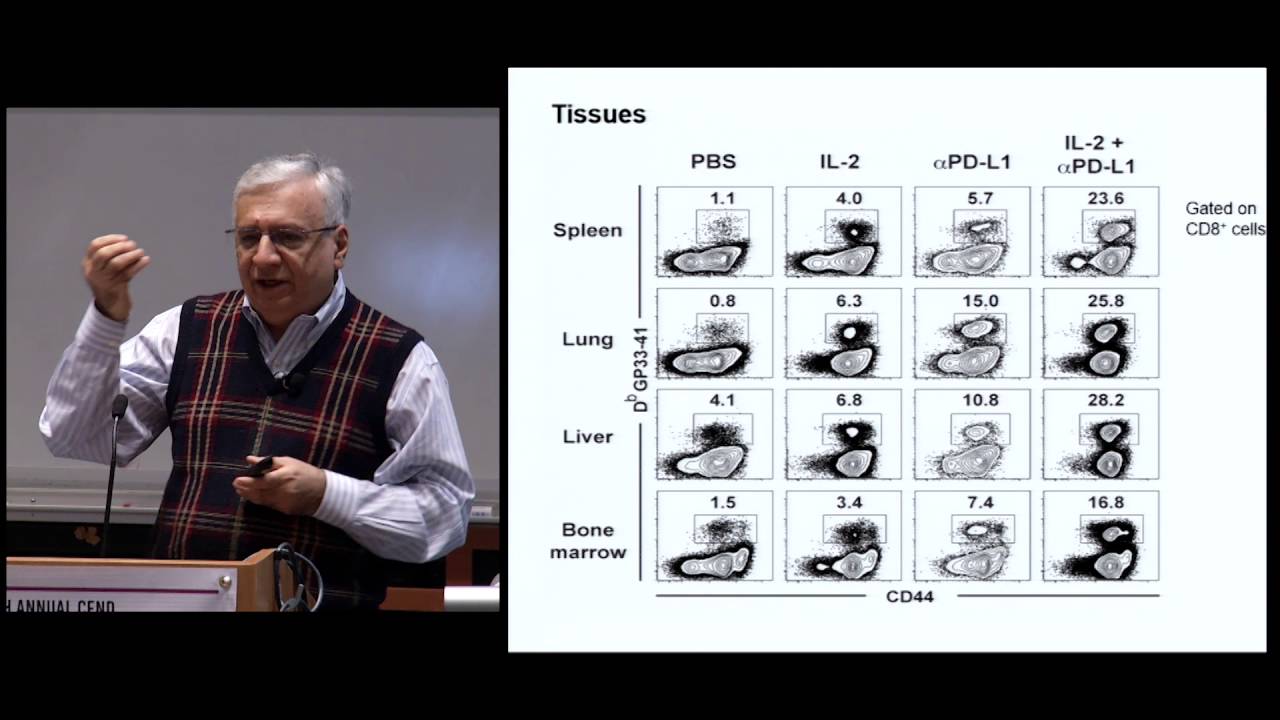 T-Cell Memory and Exhaustion