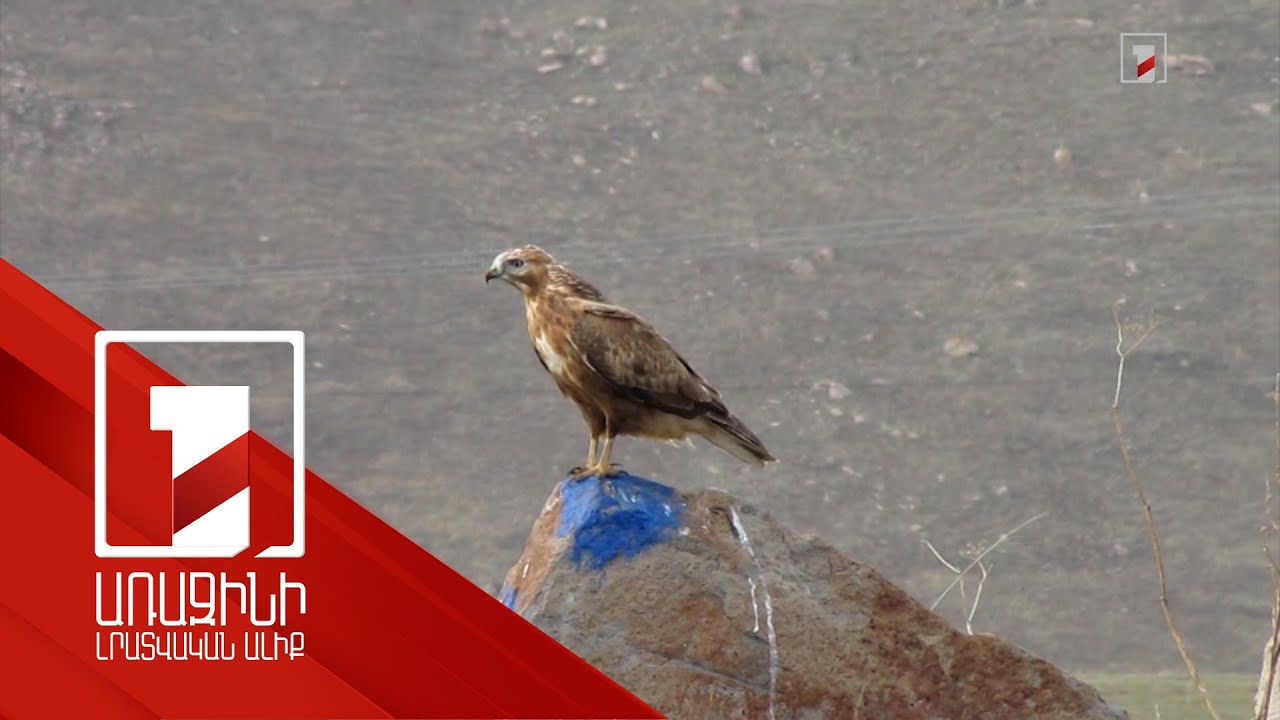 Հայաստանի ֆաունայից որոշ թռչուններ կարող են անհետանալ ու հայտնվել Կարմիր գրքում