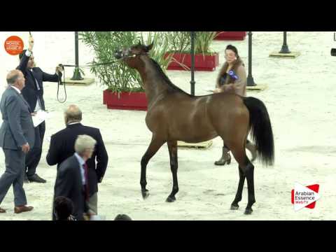 3RD - N.71 EOS APOLLO - Paris 2016 - Yearling Colts (Class CM4 A)