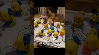 Disney Cruise Alaska, I'm coming for you!  #disneycruise #disneyalaskacruise