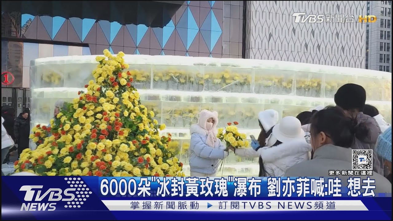 6000朵「冰封黃玫瑰」瀑布 劉亦菲喊:哇!想去