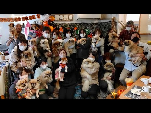 チベタン・スパニエル