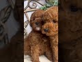 Miniature Poodle dogs for sale: Baby Cakes❤️🐾AKC Genetic Tested🐾Call 717-529-1907 - Video 1