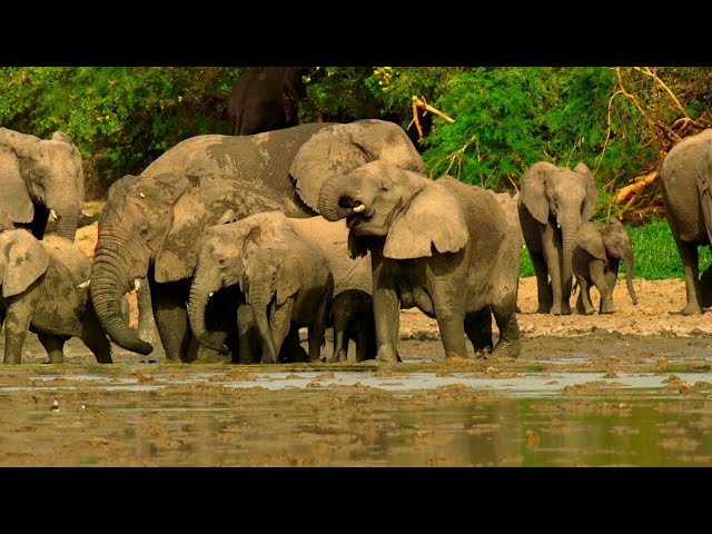 Elephants Saved from Poaching Learn to Trust Again | Planet Earth III Behind The Scenes