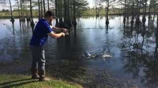 preview picture of video 'Bass fishing a cypress pond in Georgia Easter weekend'