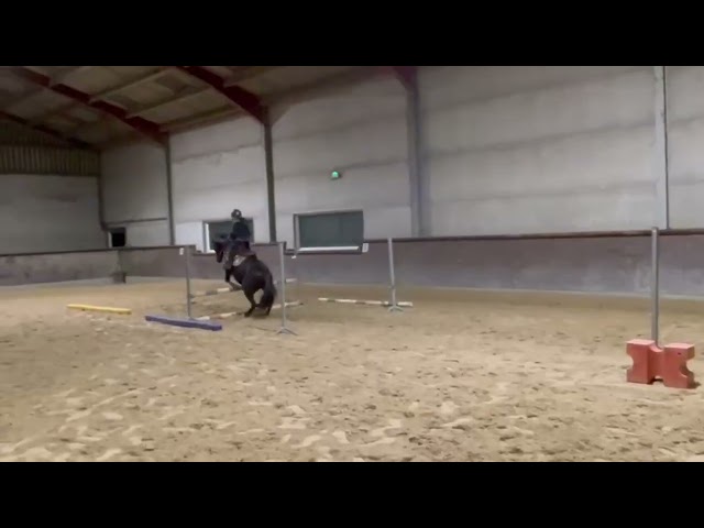 Merrie New Forest Te koop 2010 Zwart