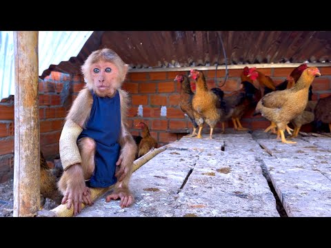 BR the monkey's health is good enough to return to the hospital in a few days.