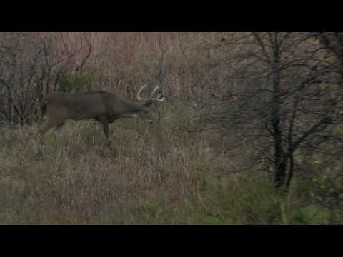 Science of Scents - Best Ways to Use Doe Estrous