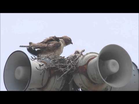 Red-tailed hawks siblicide